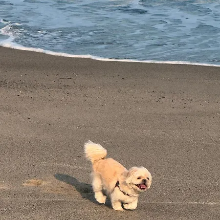 Mare Panoramica Estia