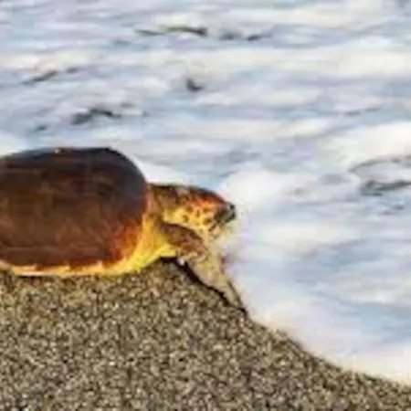 Mare Panoramica Estia *