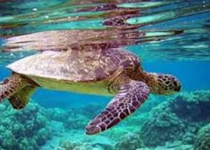 Apartment Mare Panoramica Estia