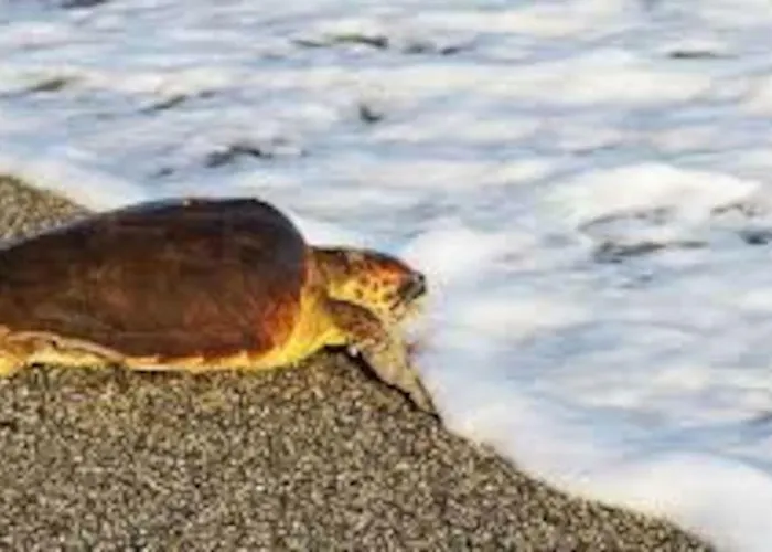 Mare Panoramica Estia *